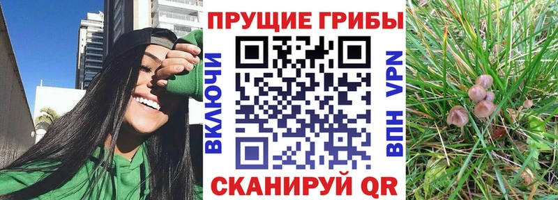 Купить закладки  Вичуга  Псилоцибиновые грибы Cubensis 